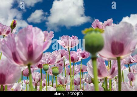 Gros plan de fleurs de coquelicots roses qui poussent dans un jardin ou un champ d'été avec ciel bleu vif et nuages blancs Banque D'Images
