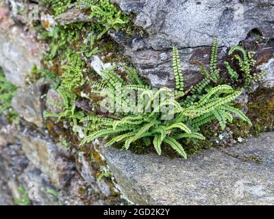 Une herbe alpine appelée 'Stonesplitter' -Ceterach officinarum- pousse sur une pente de granit. Banque D'Images