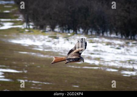 Red Kite sur Flight UK Banque D'Images