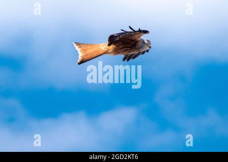 Red Kite sur Flight UK Banque D'Images