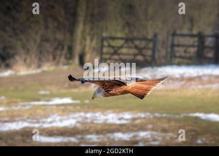 Red Kite sur Flight UK Banque D'Images