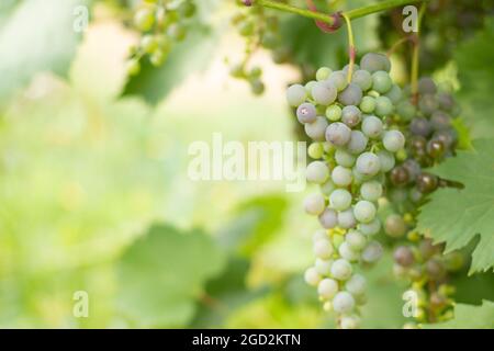 Raisins blancs non mûrs sur une branche dans le jardin. Gros plan sur les raisins verts. Mûrissement des raisins blancs. Banque D'Images