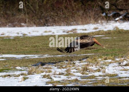 Red Kite sur Flight UK Banque D'Images