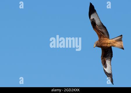 Red Kite sur Flight UK Banque D'Images