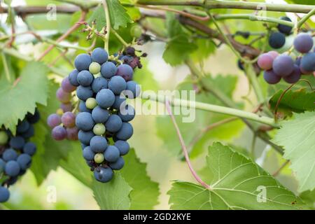 Vignoble français avec raisins mûrs en campagne au coucher du soleil Banque D'Images