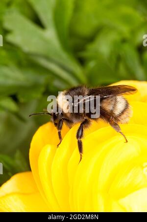 L'abeille occidentale, Bombus occidentalis. CA. 4 mars 2011 Banque D'Images