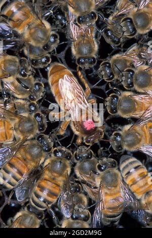 APIS mellifera scutellata / Nom commun: Abeille africaine / Description: Gros plan des abeilles africaines (AHB) entourant une abeille européenne reine (EHB), marquée d'un point rose pour identification ca. 17 mars 2005 Banque D'Images