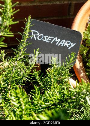 LABEL DE ROMARIN D'HERBES GARDEN Salvia rosmarinus, communément connu sous le nom de romarin, est un arbuste avec des feuilles odorantes, à feuilles persistantes, ressemblant à des aiguilles et des fleurs blanches, roses, pourpres ou bleues, indigènes de la région méditerranéenne. Jusqu'en 2017, il était connu sous le nom scientifique Rosmarinus officinalis, il est utilisé comme condiment culinaire, pour faire des parfums corporels, et pour ses avantages potentiels pour la santé. Le romarin est un membre de la famille des lamiaceae à la menthe Banque D'Images