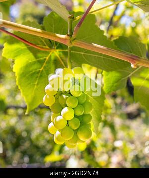 Raisin 'Interlaken' (Vitis hybride) raisins blanc/vert mûrissant sur la vigne dans des conditions de soleil parfaites. Variété précoce et productive idéale pour les climats à courte saison de croissance. Produit des grappes de raisins verts à dorés doux, sans pépins au début de la saison. Banque D'Images