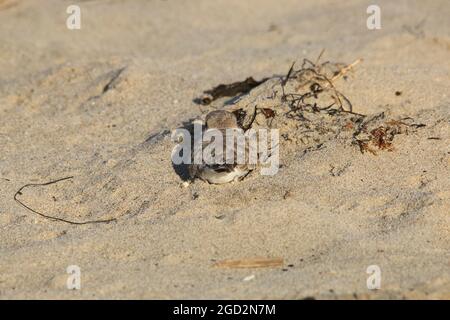 GOLETA, Californie (janv 19, 2017) UN pluvier enneigé de l'Ouest dévie dans le sable à Sands Beach à Coal Oil point Reserve sur le campus de Santa Barbara de l'Université de Californie Banque D'Images