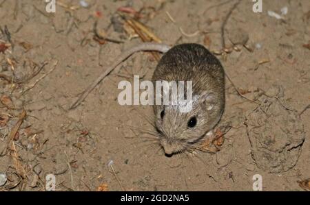 Pacific Pocket Mouse en voie de disparition dans une nouvelle maison ca. 5 juillet 2017 Banque D'Images