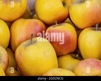 British Opal pommes dans une caisse en bois à la stalle du marché ouvert des agriculteurs du Royaume-Uni. Croix naturelle entre la pomme Golden Delicious et la variété de Topaz résistante aux maladies, Opal est une pomme jaune/dorée populaire au Royaume-Uni. Opal est l'une des nombreuses anciennes variétés de l'Essex Heritage qui proviennent de la pépinière d'Essex bien connue de Seabrook et de fils vers 1936. Produit une pomme de taille moyenne avec une peau principalement jaune avec une légère rougeur rouge et des rayures rouges brisées. La chair est croustillante et juteuse avec une forte saveur de fraise qui reflète l'un de ses parents Worcester Pearmain l'autre étant Apple rival Banque D'Images