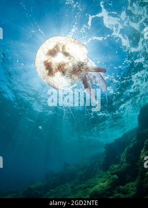 Méduses lumineuses (Pelagia noctiluca) en Méditerranée , Minorque, Espagne Banque D'Images