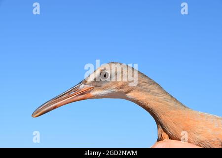 Gros plan d'un Ridgway's Rail à pieds légers qui est un oiseau en voie de disparition par le gouvernement fédéral. 27 septembre 2016 Banque D'Images