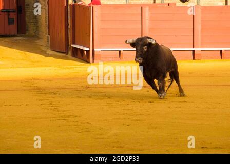 Corrida de toros bravos en Espagne, corrida, production du taureau Banque D'Images