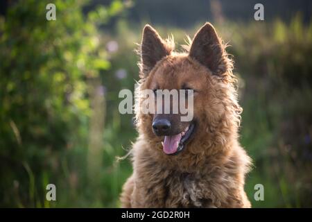 America Kuhhund, vieux chien de berger allemand Banque D'Images