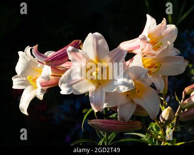 Fleurs blanches, jaunes et roses de la trompette de l'été en fleurs nénuphars, Lilium régale est illuminé par le soleil du soir Banque D'Images