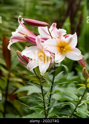 Fleurs blanches, jaunes et roses de la trompette de l'été en fleur de lis royal, Lilium regale Banque D'Images