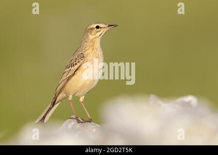 Tawny Pipit (Anthus campestris), adulte perché sur un rocher, Abruzzes, Italie Banque D'Images