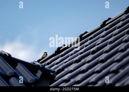 sur un toit bleu se trouve un moineau brun Banque D'Images