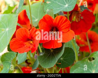 Feuilles sombres et comestibles et fleurs rouges du nasturtium annuel, Tropaeolum majus 'impératrice de l'Inde' Banque D'Images