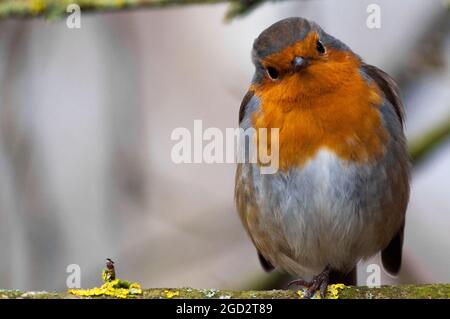 Curieuse Robin Banque D'Images