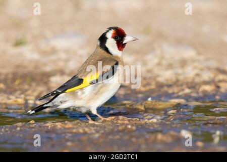 European Goldfinch (Carduelis carduelis), vue latérale d'un adulte debout dans une flaque, Abruzzes, Italie Banque D'Images