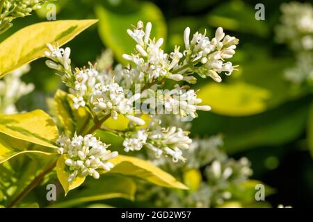 Gros plan de fleurs sur un jardin privé (ligustrum ovalifolium) plante Banque D'Images