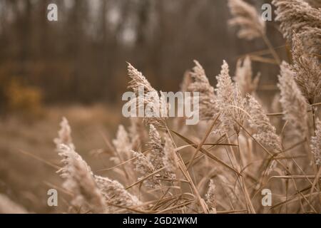 Herbe de pampas. Paysage nature arrière-plan. Fleurs séchées dans la lumière du soleil sur le terrain. Mettez le champagne de voile. Mise au point sélective Banque D'Images