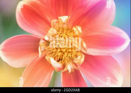 gros plan de la fleur de dahlia rouge jaune Banque D'Images