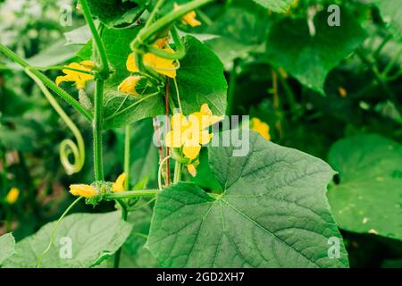 Fleurs de concombre en fleur en serre. La croissance des concombres biologiques dans le jardin, saison d'été Banque D'Images