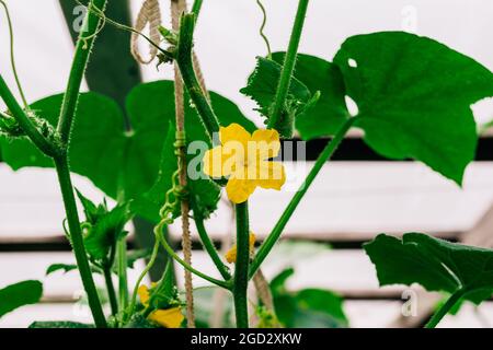 Fleurs de concombre en fleur en serre. La croissance des concombres biologiques dans le jardin, saison d'été Banque D'Images