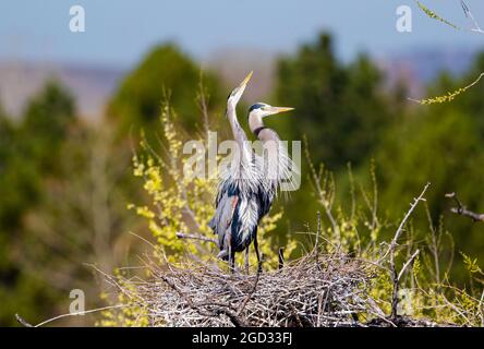 Gros plan d'un couple de Great Blue Heron fièrement debout au sommet de leur nid pittoresque avec une vue sur les contreforts du Colorado en arrière-plan. Banque D'Images