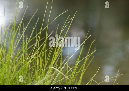 Vert été croissance de l'herbe sauvage, détails des mauvaises herbes gros plan le jour ensoleillé avec un arrière-plan flou de bokeh Banque D'Images