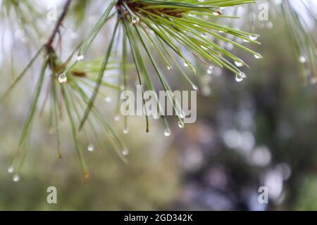 L'eau de pluie s'approche sur les aiguilles de sapin de pin vert avec un arrière-plan naturel flou de bokeh Banque D'Images