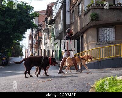 Medellin, Antioquia, Colombie - juillet 30 2021 : l'ancien Latin marche avec des chiens d'arbre à Leech dans un quartier résidentiel humble Banque D'Images