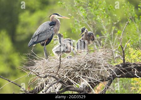 Les grands poussins Blue Heron se déplacent, s'étirent et explorent dans leur grand nid avec le parent adulte debout. Banque D'Images