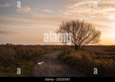 Route de campagne entre les champs d'herbe dans BioParque Estarreja Banque D'Images