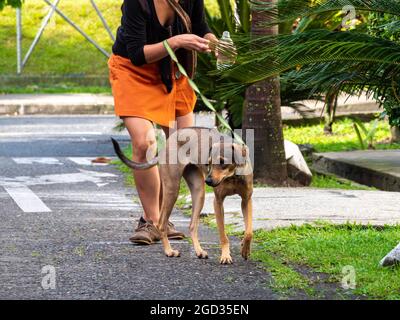 Happy Dog se trouve dans la rue en marchant avec son chien Walker Banque D'Images