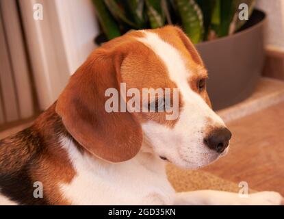 portrait du beau chien beagle Banque D'Images