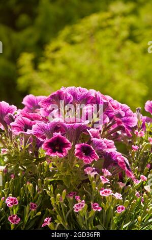 Gros plan de belles fleurs roses de Petunia hybrida surfinia avec de plus petites fleurs de carnation dans un jardin d'été vert. Banque D'Images