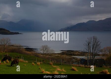 Un couple de moutons à l'île de Skye, en Écosse Banque D'Images