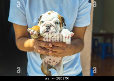 Personne méconnaissable portant un chiot bulldog entre ses mains Banque D'Images