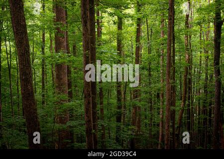 Pins dans les Smoky Mountains Banque D'Images