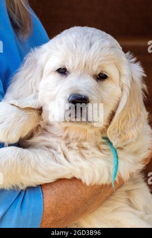 Chiot Golden Retriever de 7 semaines, platine ou crème Banque D'Images