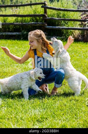 Jeune fille jouant sur l'herbe avec des chiots Platinum ou Golden Retriever de couleur crème de six semaines. Banque D'Images