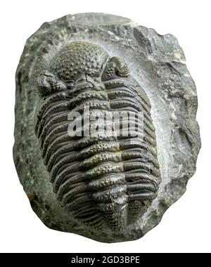 Phacops rana (Eldredgeops rana) est une espèce de trilobite de la période du Dévonien moyen Banque D'Images