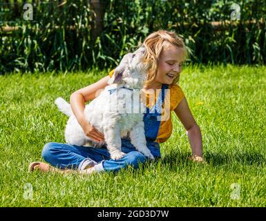 Jeune fille jouant sur l'herbe avec des chiots Platinum ou Golden Retriever de couleur crème de six semaines. Banque D'Images