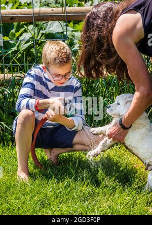 Un jeune garçon qui se délassit de la boue sur des chiots Platinum ou Golden Retriever de couleur crème de six semaines. Banque D'Images