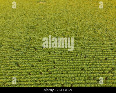 Campagne Argentine, production agricole dans la province de Buenos Aires, Argentine Banque D'Images